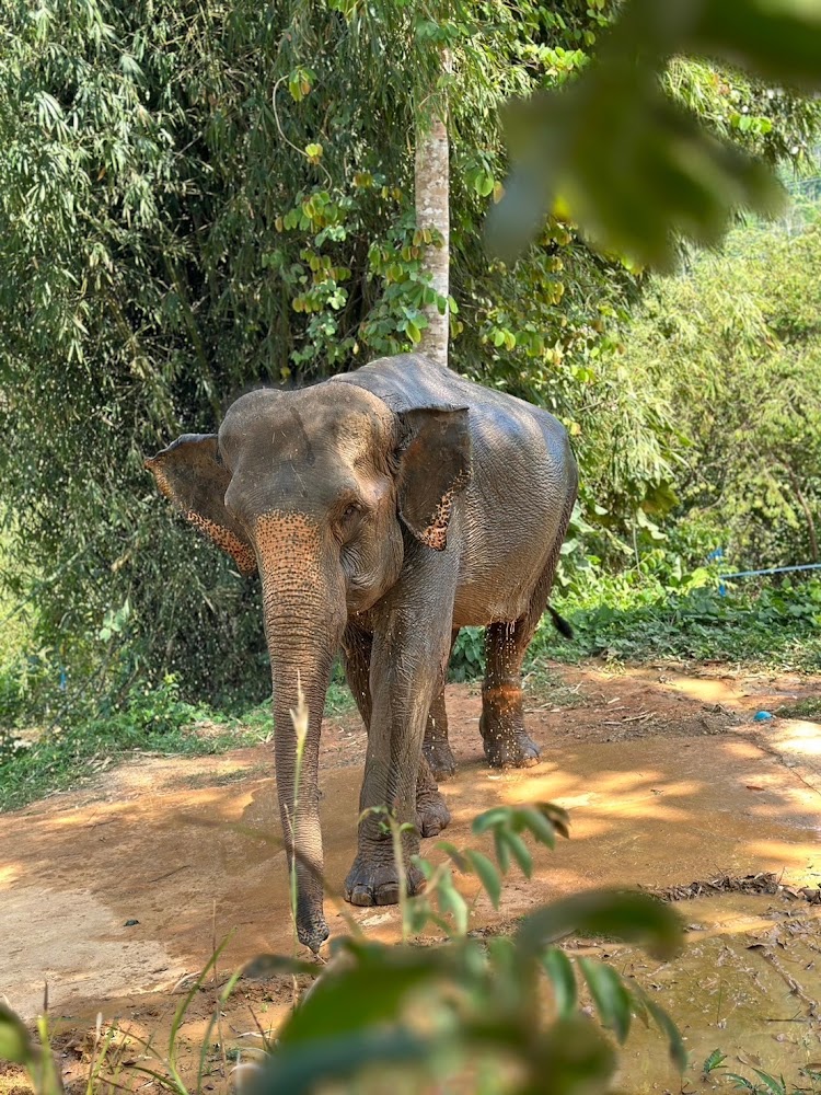 Jay the elephant