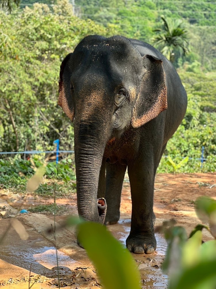 Nam Choke the elephant at Phuket Elephant Park