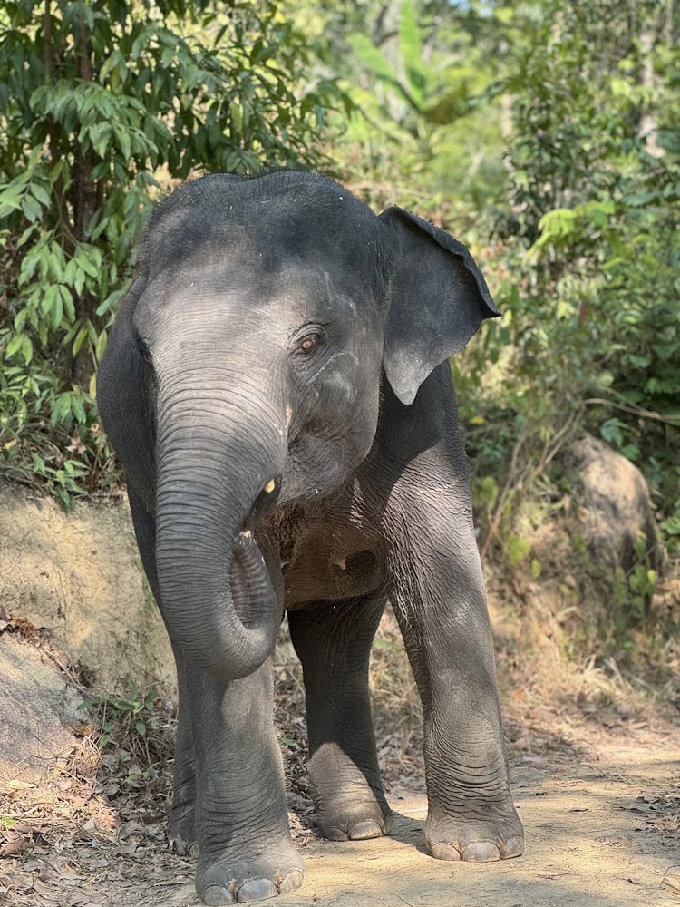 Nam Choke the elephant at Phuket Elephant Park