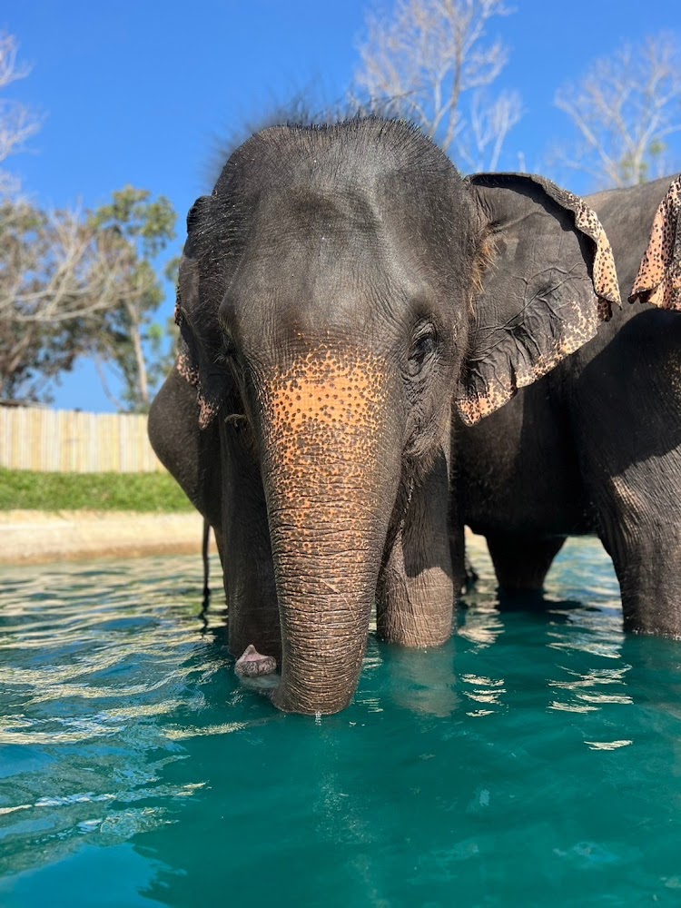 Mali the elephant at Phuket Elephant Park