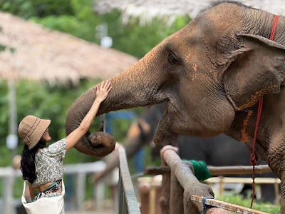 Heart to Trunk