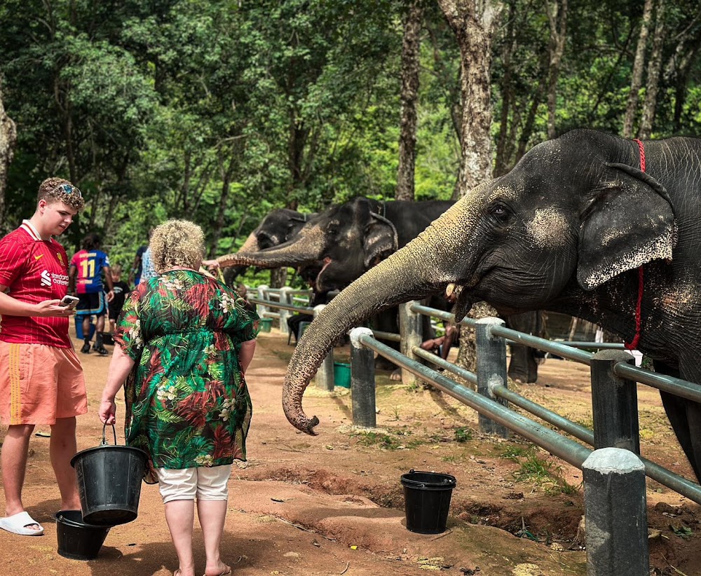 The Elephant Observation Hour