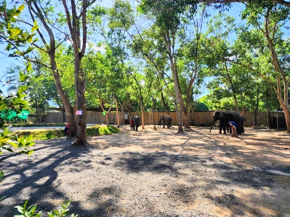Small-Group Elephant Immersion