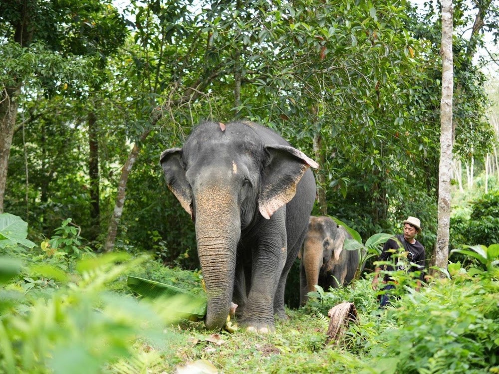 Elephant Care Premium Insight