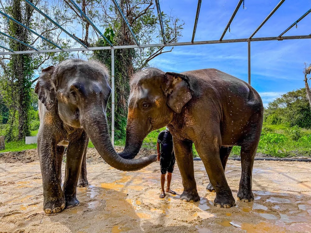 Overnight Elephant Care