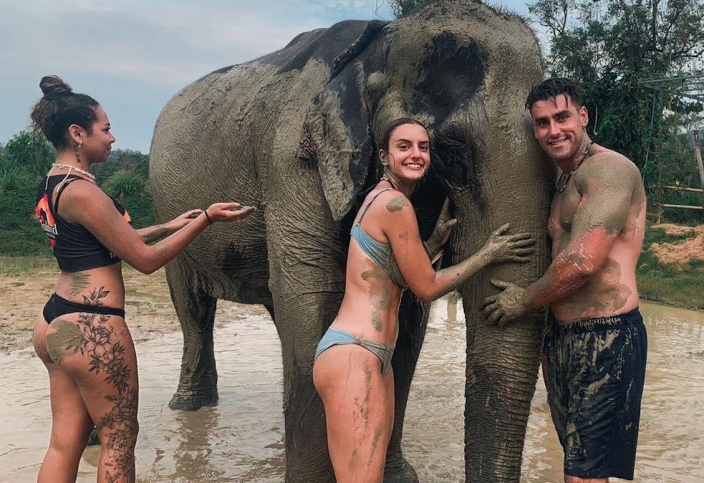 Elephants at the sanctuary