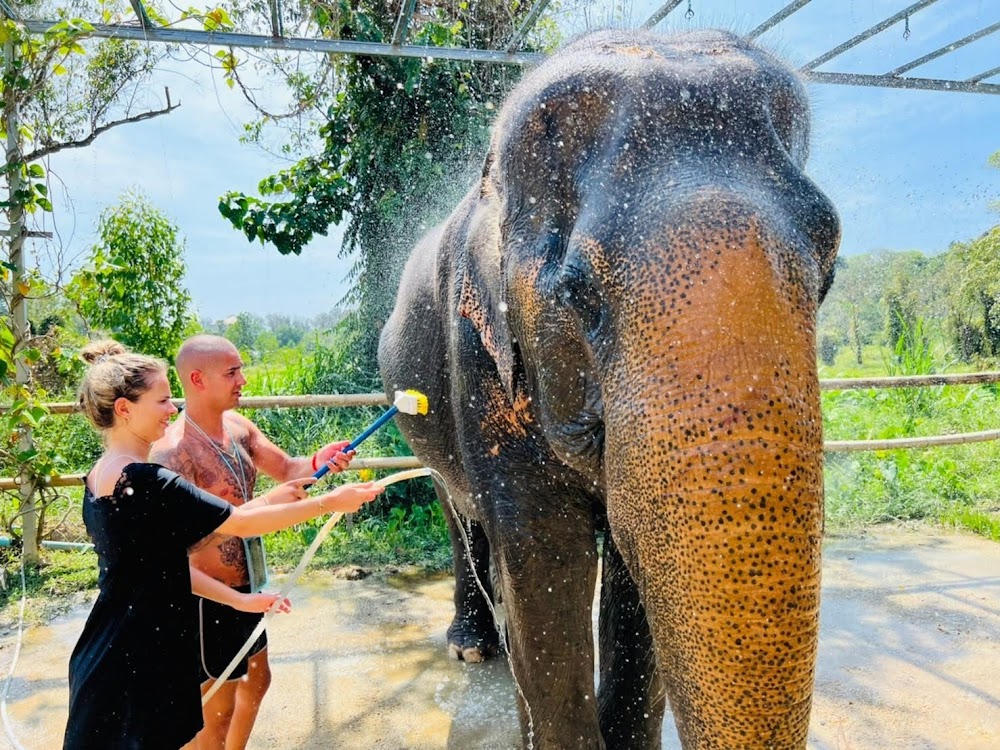 Walking with elephants