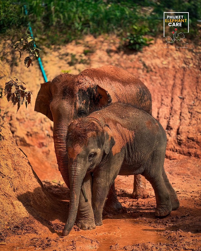 Elephant feeding activity