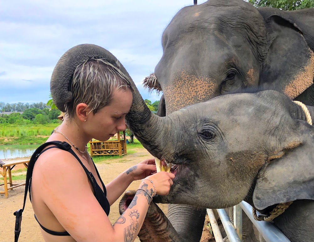 Half Day Group Tour — elephants at the sanctuary