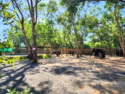 Elephant bathing in the pool