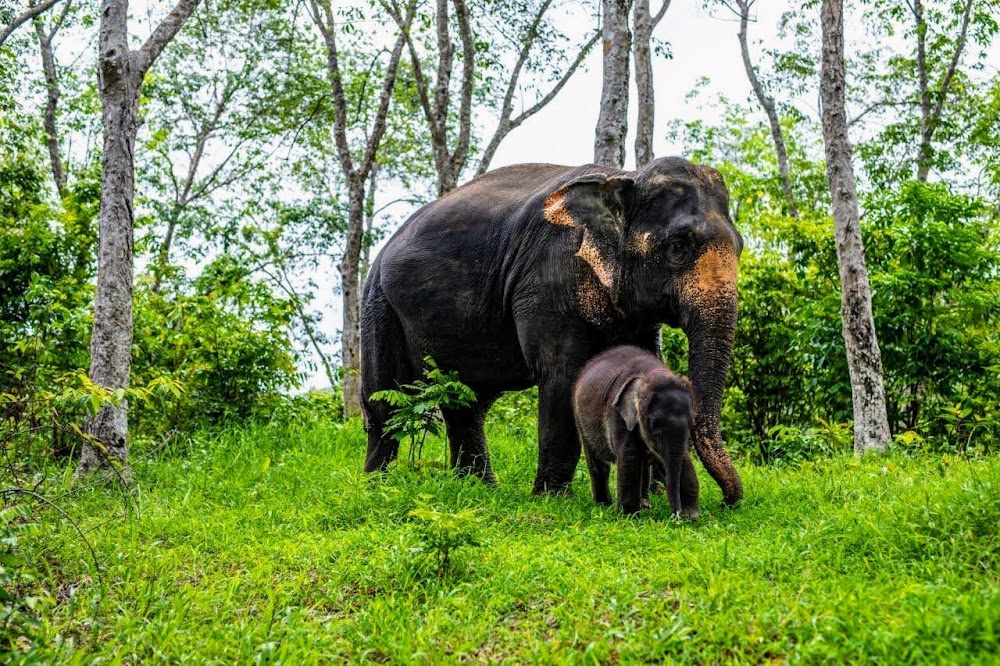 Overnight Elephant Care