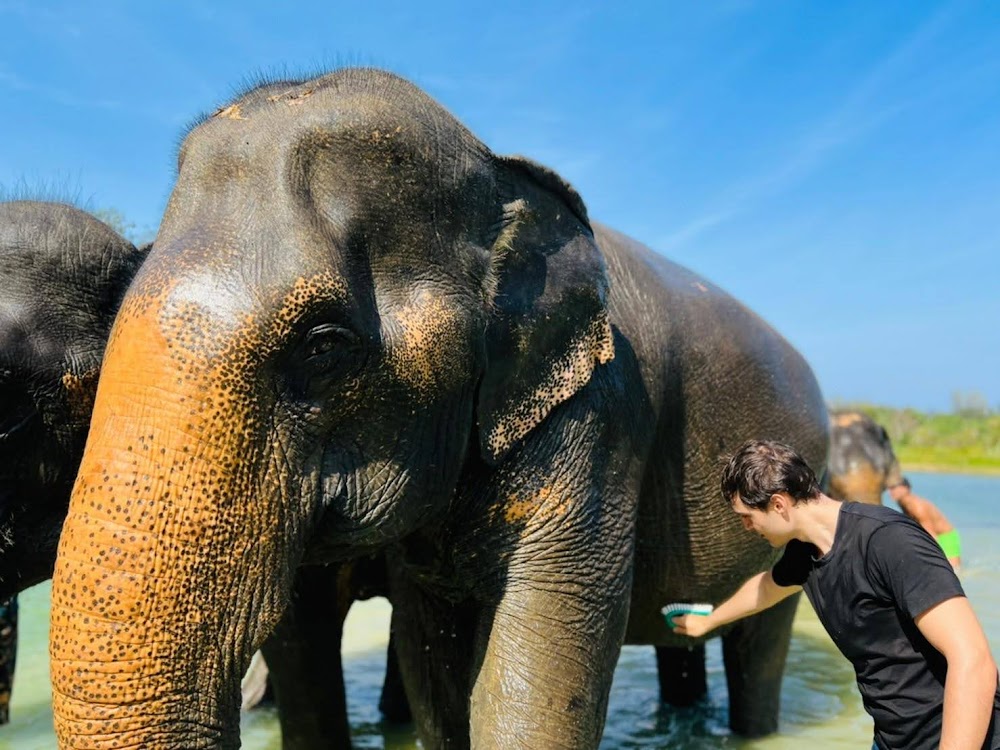Elephants at the sanctuary