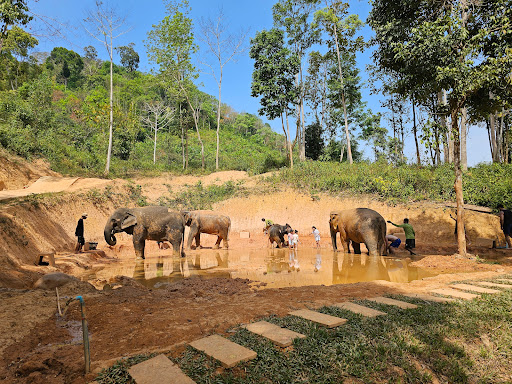 Elephants at Loch Palm