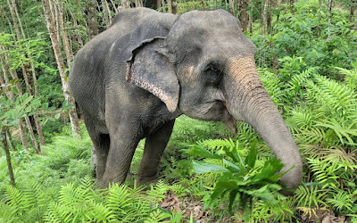 The Elephant Observation Hour
