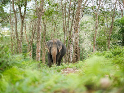 Elephant Care Premium Insight