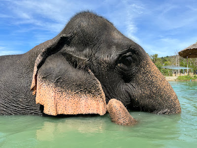 Small-Group Elephant Immersion
