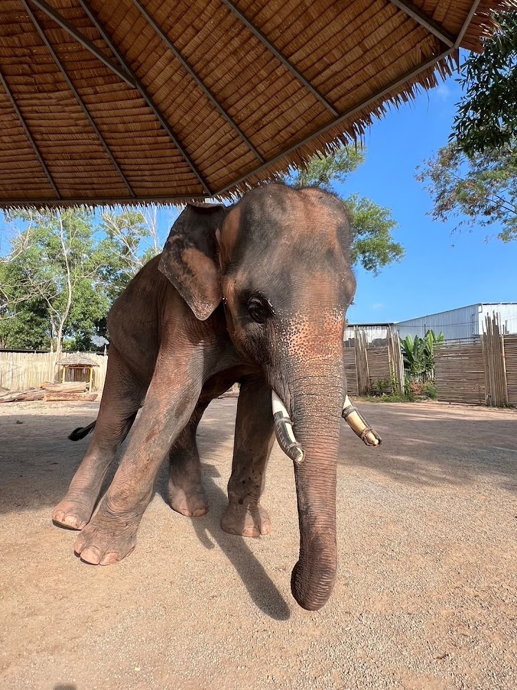 Moo-Phee the elephant at Phuket Elephant Park