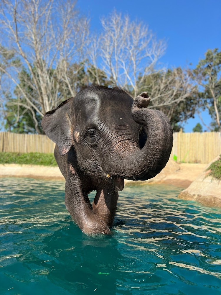 Peter the elephant