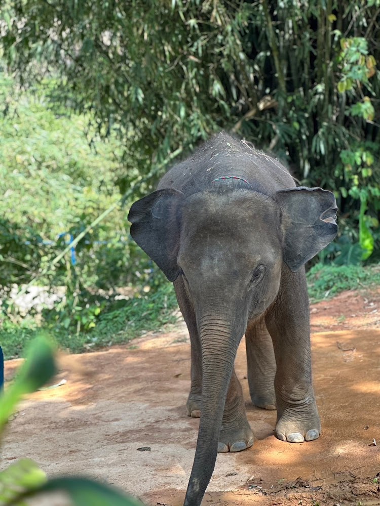Shabu the elephant at Phuket Elephant Park
