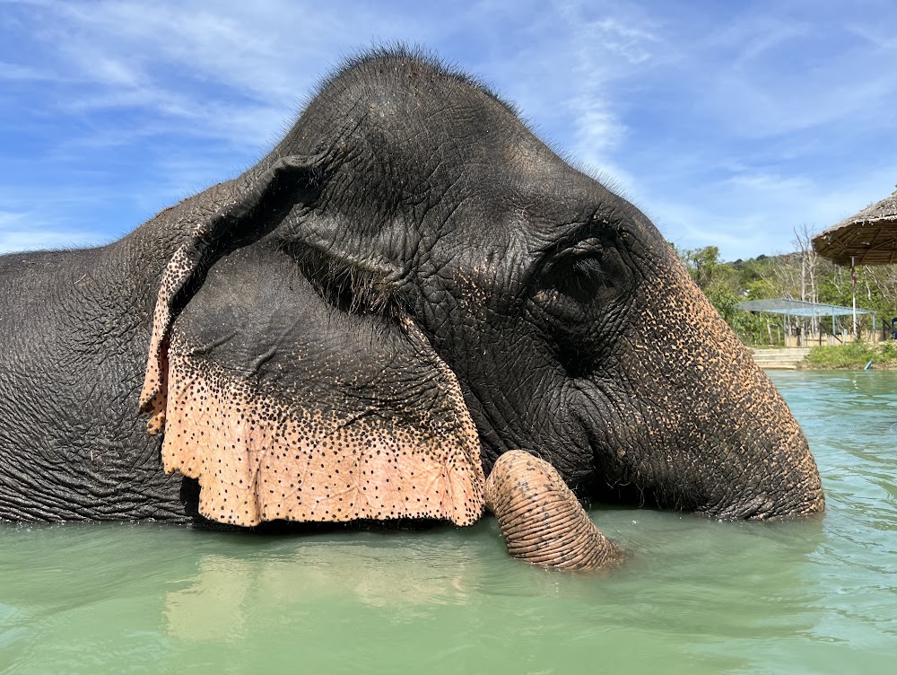 Elephants at the sanctuary