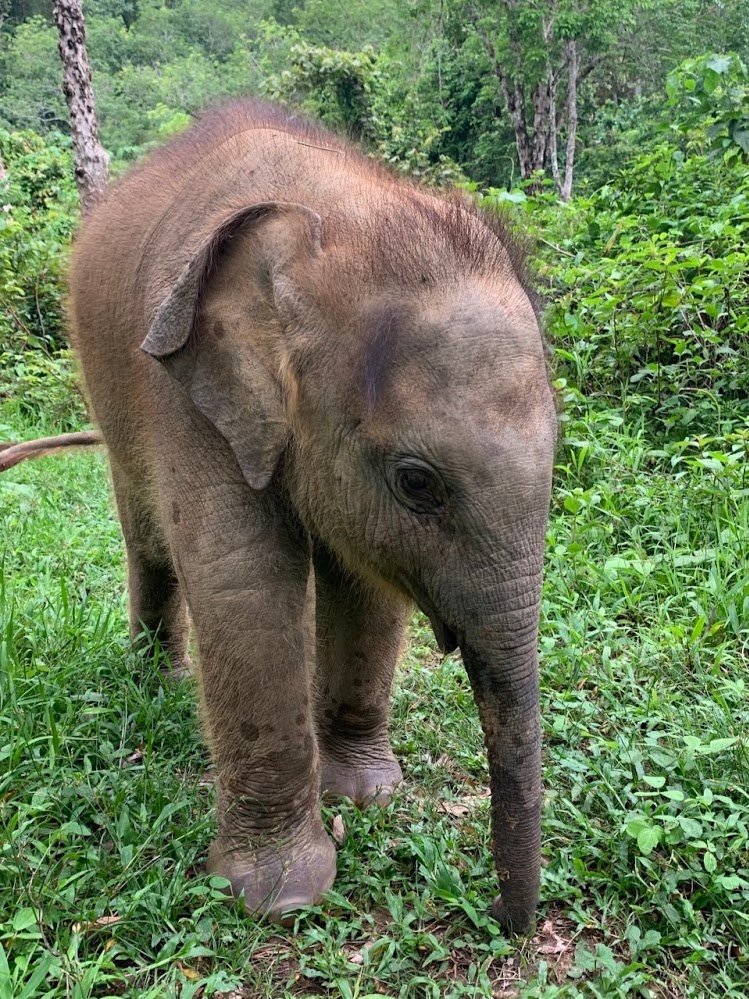 Elephant in natural habitat